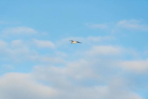 大空を優雅に舞うセグロカモメ セグロカモメ,渡り鳥,冬鳥の写真素材