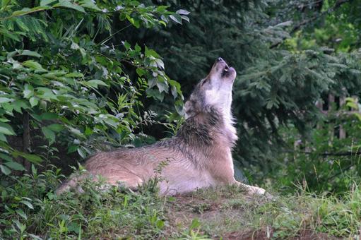 遠吠えするタイリクオオカミ② 遠吠えするタイリクオオカミ②の写真