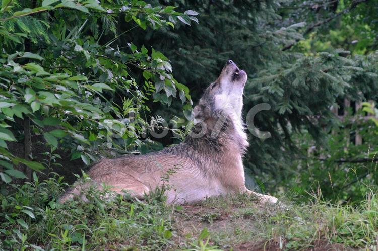 遠吠えするタイリクオオカミ② タイリクオオカミ,オオカミ,動物の写真素材