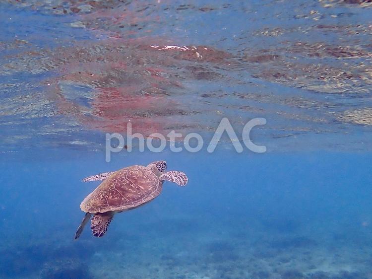 沖縄の海とウミガメ 海,カメ,ウミガメの写真素材