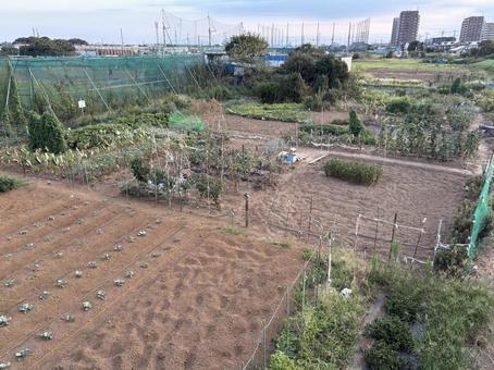 家庭菜園 家庭菜園 家庭菜園,景色,昼の写真素材