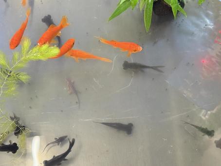 金魚 金魚の写真