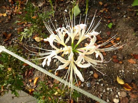 花壇に咲く白いヒガンバナを上から見る ヒガンバナ,花,植物の写真素材