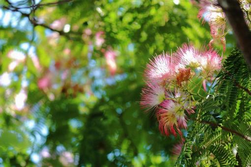 Photo, nemnock, silk tree, flower, 