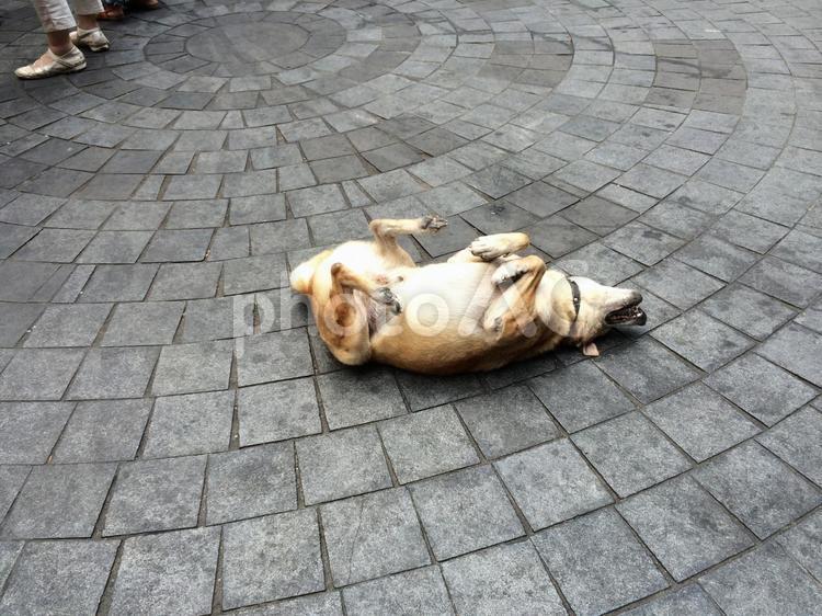 犬の戯れ 犬,外国,路上の写真素材