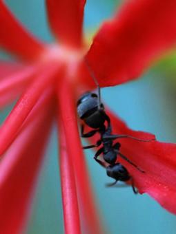 Photo, an ant, insect, closeup, 