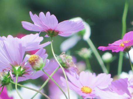 秋桜 自然,コスモス,秋桜の写真素材