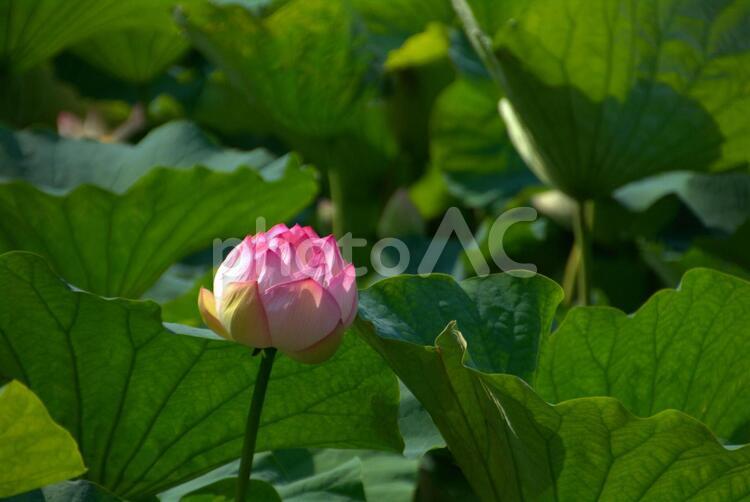 蓮の花　つぼみ　風景 蓮,花,つぼみの写真素材