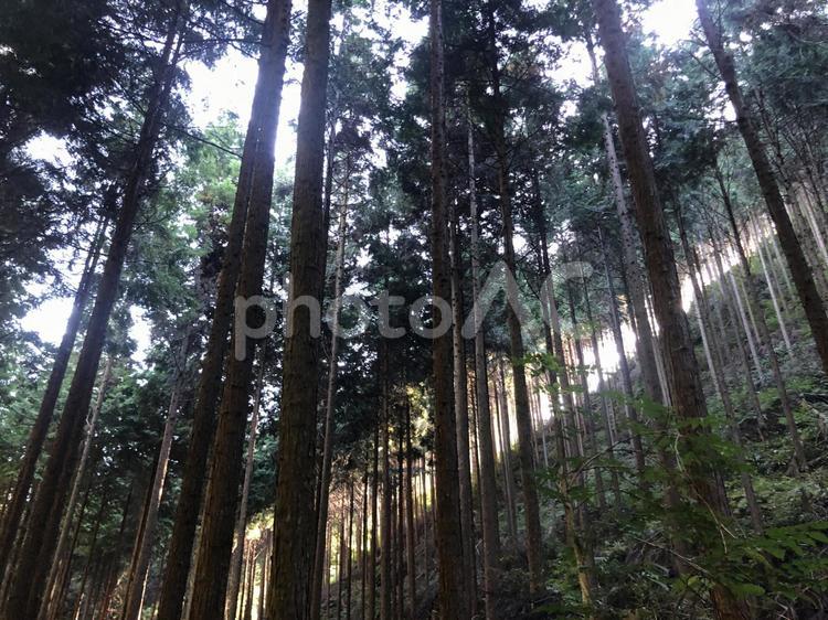 暗い森に差し込む荘厳な木漏れ日 木,風景,枝の写真素材