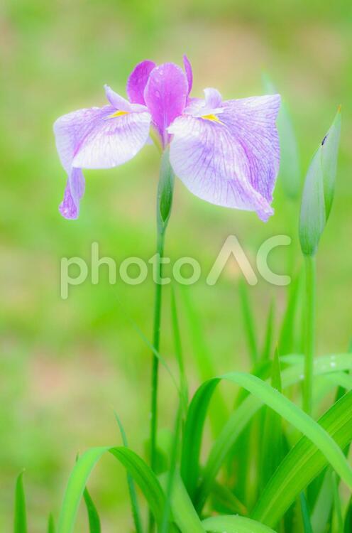 花のイメージ 花菖蒲,ハナショウブ,花の写真素材
