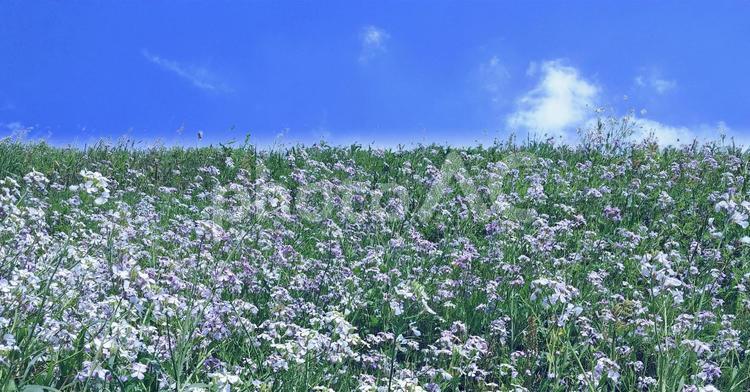 野大根の花咲くのり面と青空 野大根の花,大根の花,紫色の写真素材