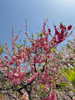 青空に映えるピンクの花桃 花,ピンク,青空の写真素材