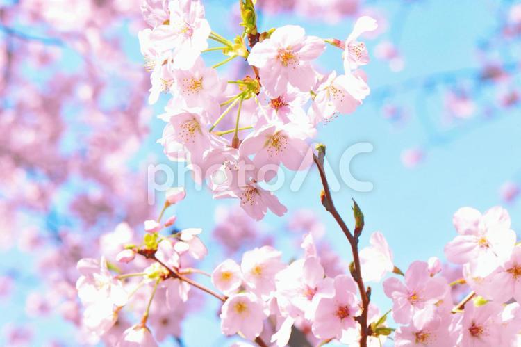 満開の桜/お花見/春の日差し 桜,満開,春の写真素材