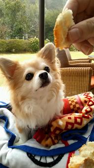 大好きなパンを見つめる愛犬 犬,チワワ,公園の写真素材