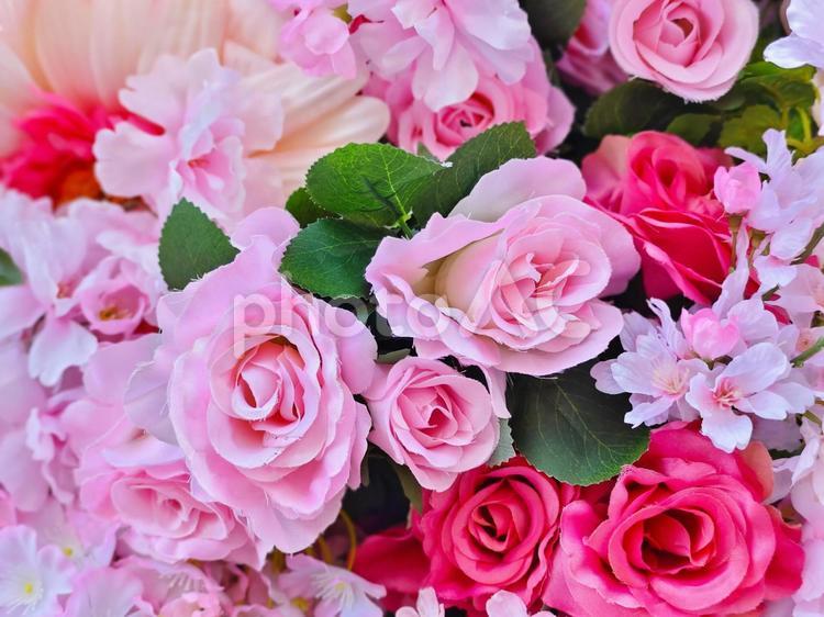 薔薇と桜の壁紙 薔薇,桜,ピンクの写真素材