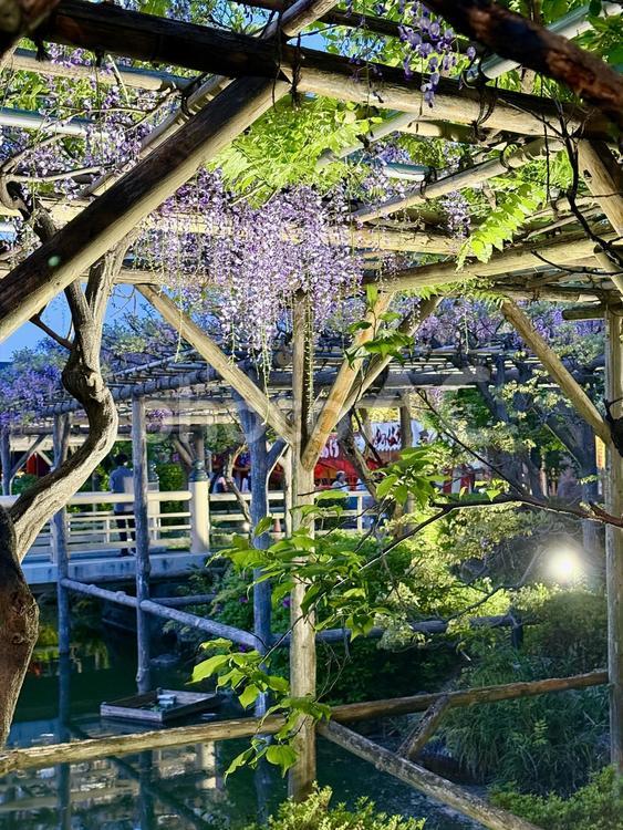 夕方の亀戸天神社　藤棚 竹,夕方,夕暮れの写真素材