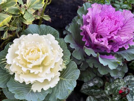 葉ボタン 葉牡丹,花,植物の写真素材