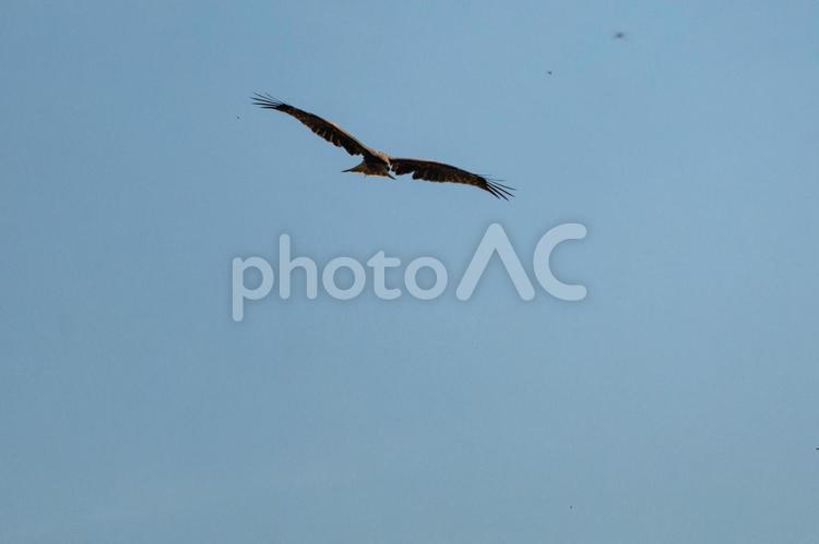 小動物を捕食するために低空飛行をする鳶 鳶,トンビ,トビの写真素材