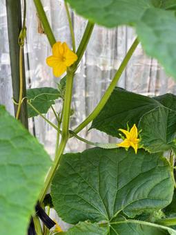 Photo, cucumber flowers, yellow, vegetables, 