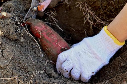 さつまいもの収穫 さつまいも,芋掘り,収穫の写真素材