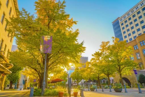 秋の日本大通り風景 秋の日本大通り風景 イチョウ,黄葉,秋の写真素材