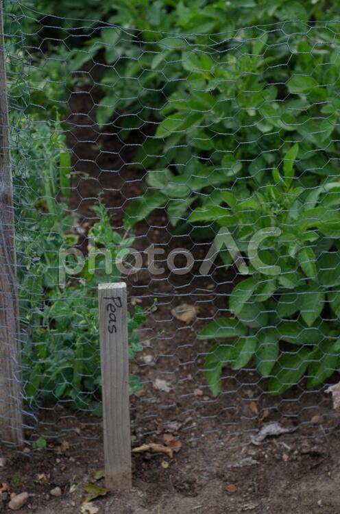 畑の作物5 畑,作物,野菜の写真素材