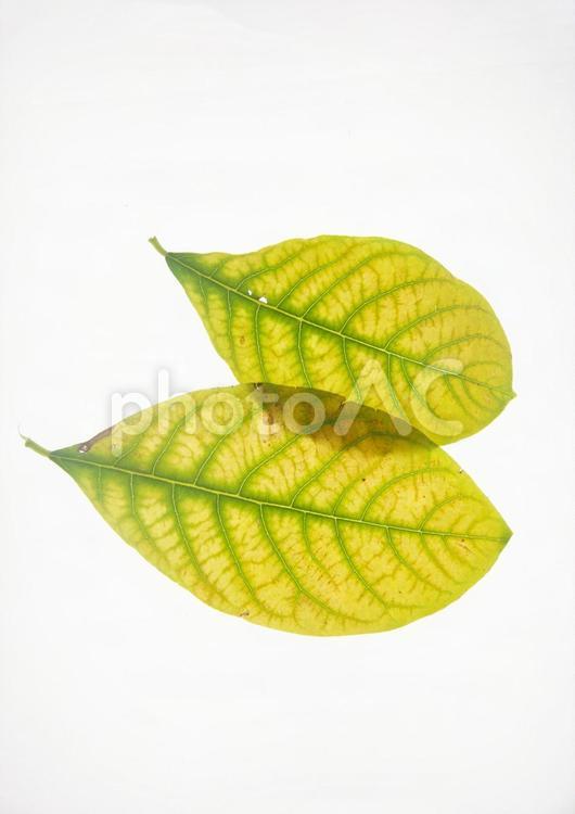 枯れ葉　白背景 枯れ葉,落ち葉,落葉の写真素材