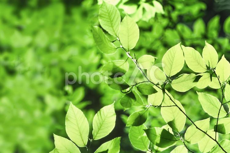 木漏れ日8 春,若葉,植物の写真素材