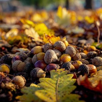 森の地面に落ちたドングリと秋の落ち葉の写真