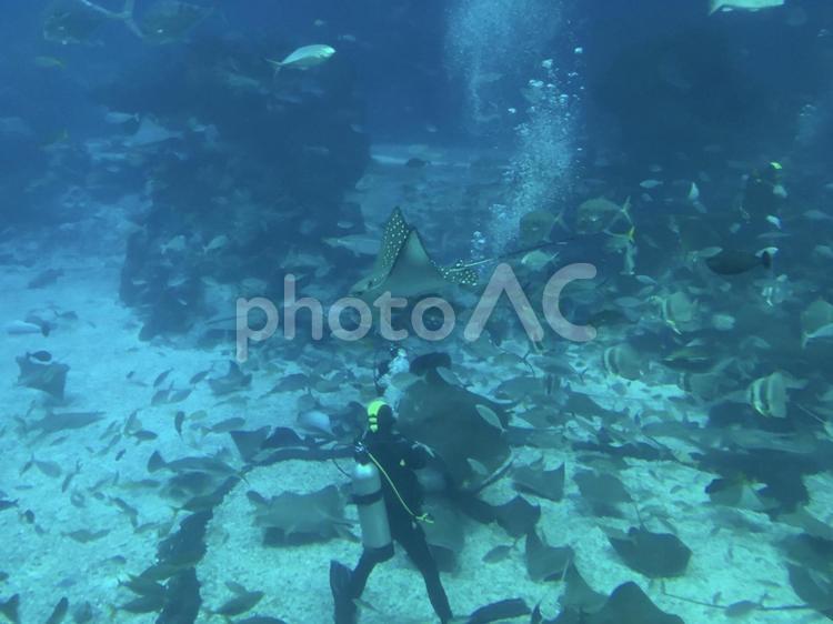 水槽の中で魚に餌をやるダイバー 水槽,美しい,水中の写真素材