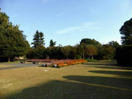 大船フラワーセンター・秋の芝生広場と花壇 大船,フラワーセンター,鎌倉市の写真素材