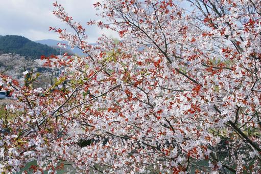 桜-208 桜-208 春,さくら,自然の写真素材