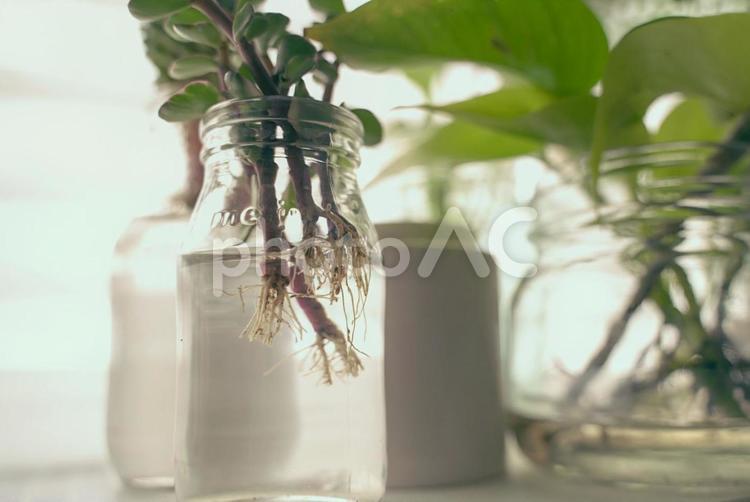 水耕栽培始めました 水耕栽培,観葉植物,アジアンタムの写真素材