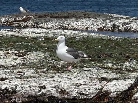 かもめ かもめ かもめ,うみねこ,海鳥の写真素材