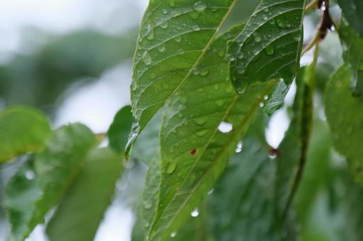 梅雨 梅雨の写真