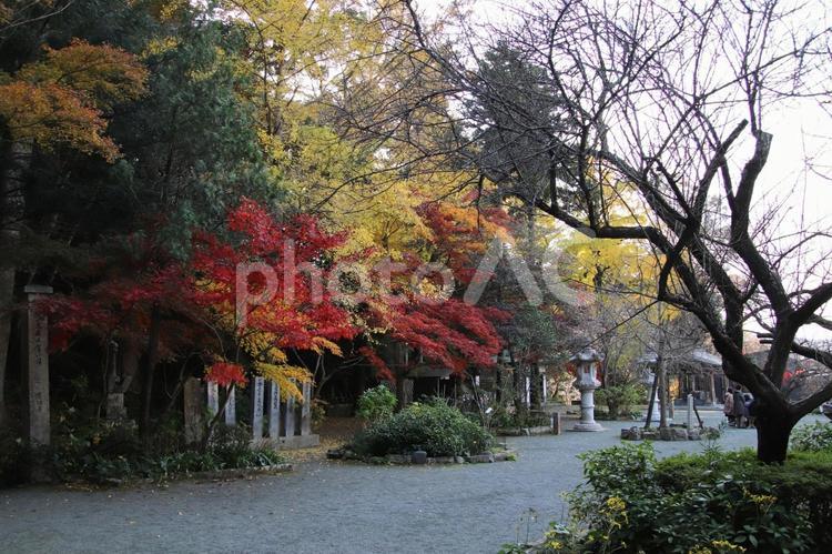 宗像市の鎮国寺の紅葉風景 宗像市,鎮国寺,紅葉の写真素材