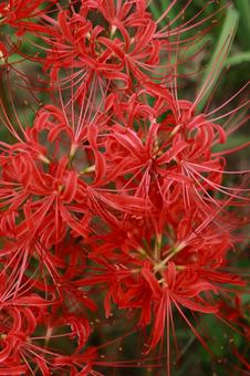 曼殊沙華 曼殊沙華の写真