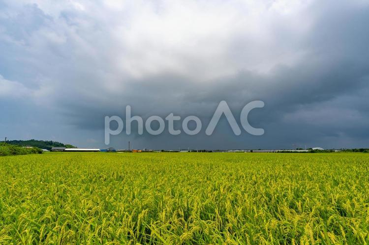 夏の田んぼと夏雲 夏,雲,空の写真素材