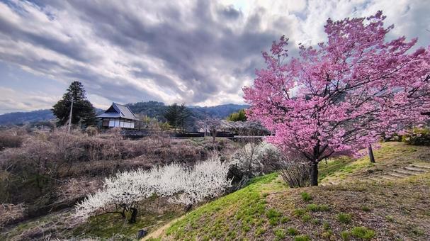 桜 桜の写真