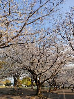 桜のトンネル 桜のトンネルの写真