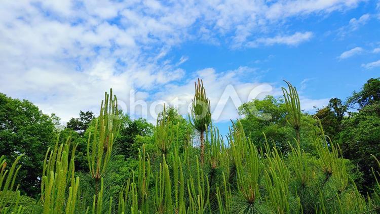 森の自然と青空 森,林,新緑の写真素材