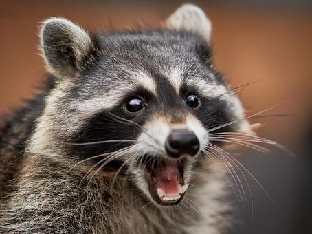 アライグマ_AS000005 アライグマ_AS000005の写真