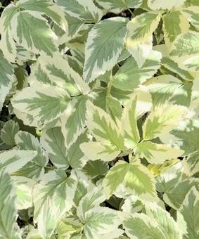 班入りのイワミツバ 班入りのイワミツバ 観葉植物,イワミツバ,植物の写真素材