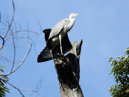 高い幹の上でポーズをとるアオサギ 高い幹の上でポーズをとるアオサギ 鳥,野鳥,アオサギの写真素材