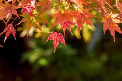 もみじ　紅葉 紅葉,もみじ,秋の写真素材