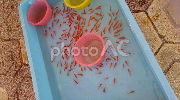 金魚 金魚,金魚すくい,夏の写真素材