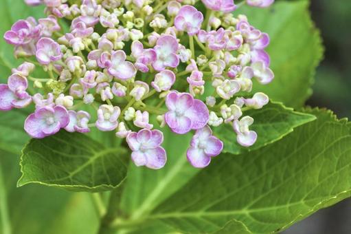 ピンク色の紫陽花のアップ ピンク色の紫陽花のアップの写真