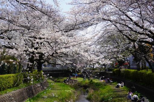 桜と川 桜と川の写真