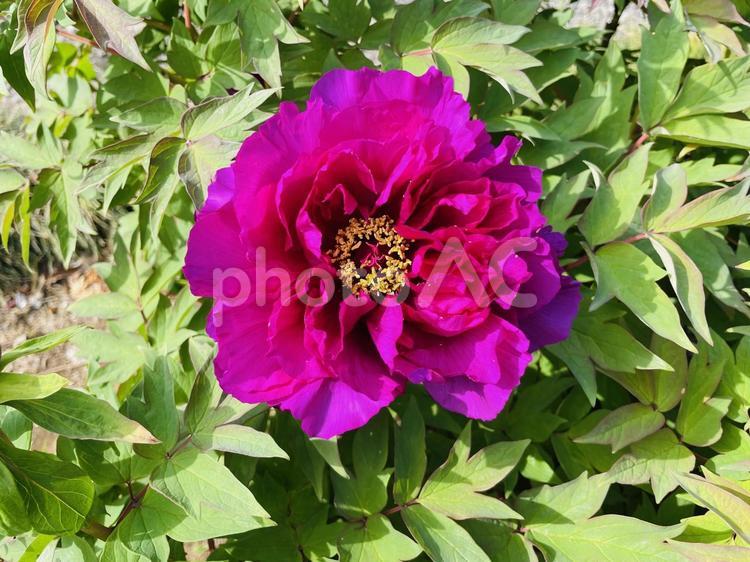 牡丹のアップ ぼたん,牡丹,花の写真素材