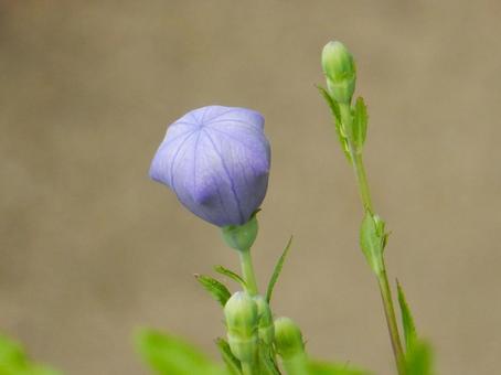 【花の写真】キキョウ(桔梗) 【花の写真】キキョウ(桔梗)の写真